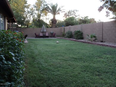 Grass backyard 2