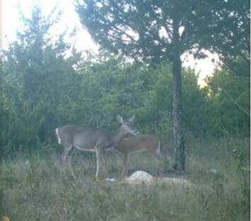 Deer 73 ac. #5