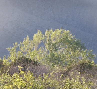 Sycamores in the wash