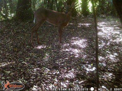LOTS OF DEER AROUND TO VIEW WHILE DRINKING YOUR MORNING COFFEE ON YOUR LANAI ! ! !