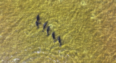 Dolphins
