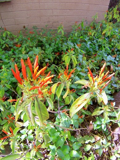 Your Secret Garden by ASU