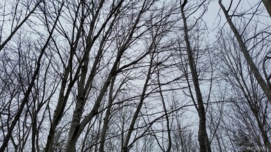 Trees appear 20-30 years old