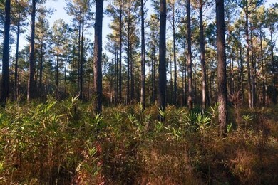 Scarboro Landing, Millen, GA 30442 - photo 6