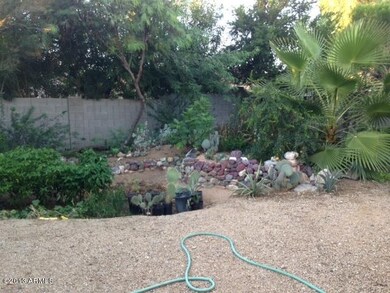 Back yard