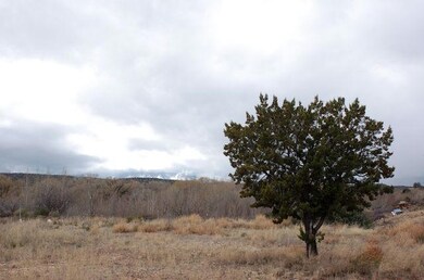 Juniper Tree