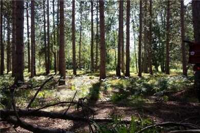 6 Mature Pine-WR