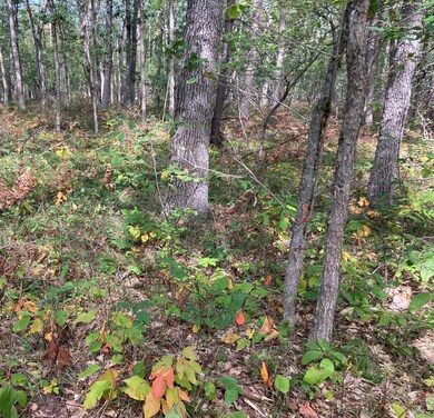 PAR 4 Cleveland Dr W, Lilley Township, MI 49309 - photo 2