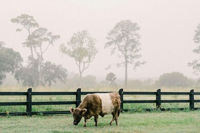 cowsfoggy