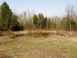 Property view with trees and large pond