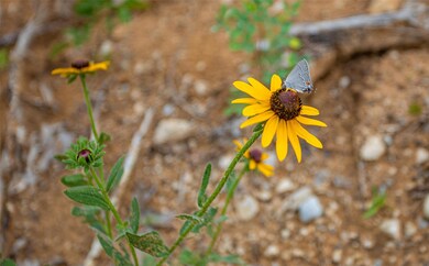 391 County Rd, Gainesville, TX 76240 - photo 4