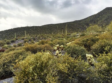 Desert Landscape