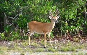 deer pic2