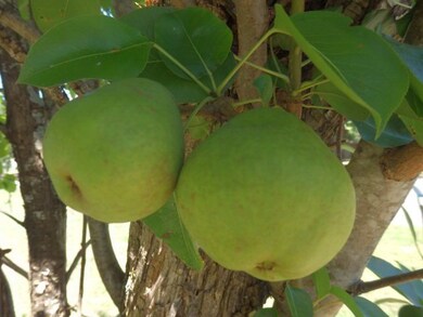 103 Seamoor Dr unit 88, Fredericksburg, TX 78624 - photo 7