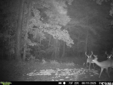 1457 Birch Creek Rd, Andrews, SC 29510 - photo 2