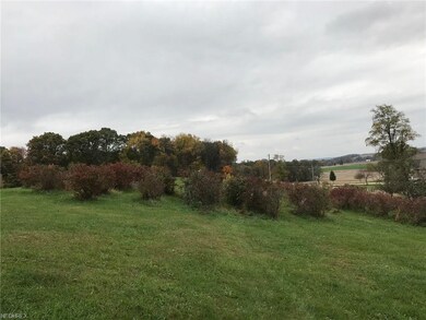 blueberry bushes