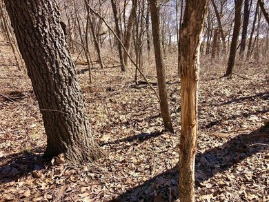 XX57 E Burns Valley Rd, Wilson Township, MN 55987 - photo 5