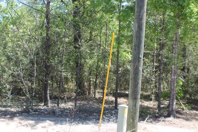 4.35 AC-DD Pine Ln, Crestview, FL 32536 - photo 2
