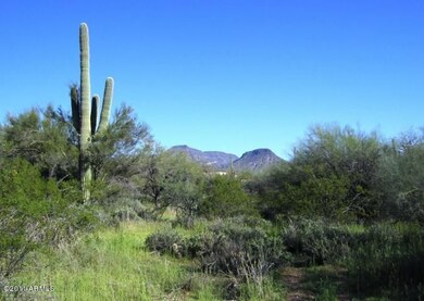 Lush Sonoran Desert