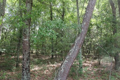 00 Stacey Bridge Rd, Orangeburg, SC 29118 - photo 5