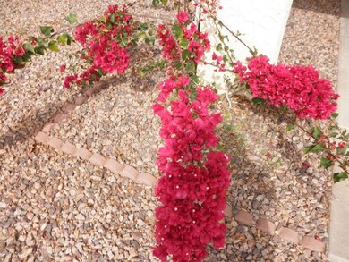Front Yard Flowers