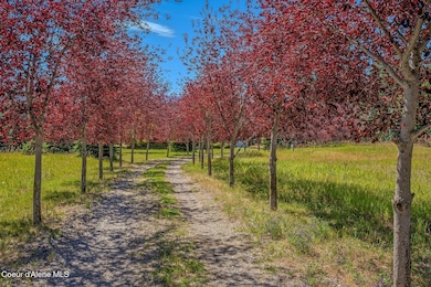 Idyllic Tree Line Drivdway