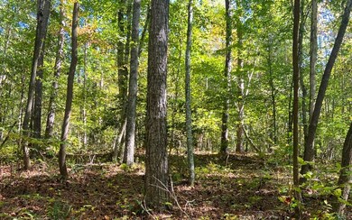 Additional View