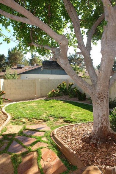 Back Yard 1