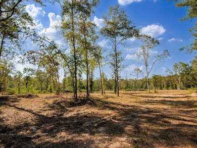 View of tree filled area
