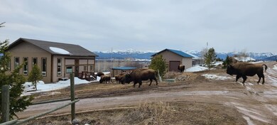 Bison2