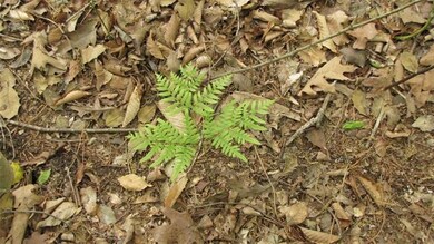 Native ferns