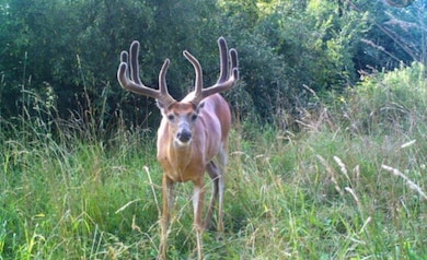 300 Goebel White Rd, Carlisle, KY 40311 - photo 6