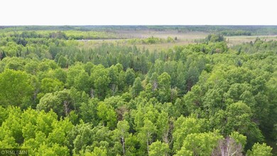 This aerial view shows the stands of mature pines,
