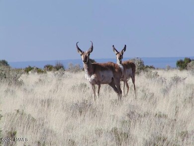 antelope HMR2
