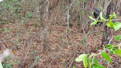 Wooded Lot 0.25 acres