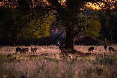 12695 Farm To Market Road 2843, Salado, TX 76571 - photo 4