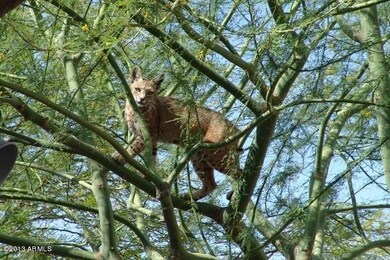 Bobcat in a Palo Verde Tree
