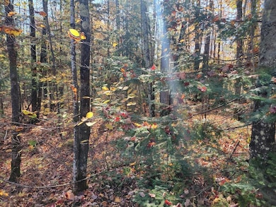 3789W W Indian Way Rd, Draper, WI 54896 - photo 4