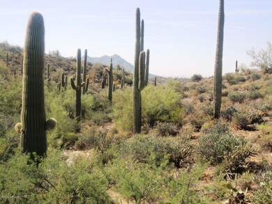VALLEY OF SAHUAROS