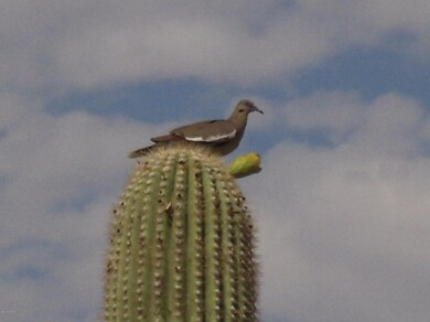 Morning visitor