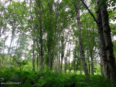 Birch Trees adorn the land