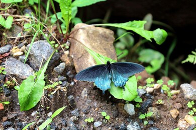 00 Hog Cove Rd, Sylva, NC 28779 - photo 7