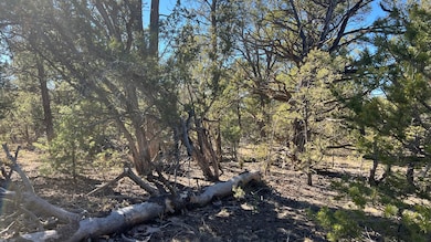 0 Paradise Loop unit 25411750, Quemado, NM 87829 - photo 7