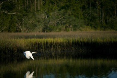 Bird 3