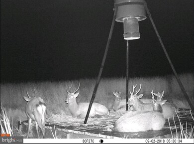 1744 E Tedious Creek Rd, Toddville, MD 21672 - photo 5