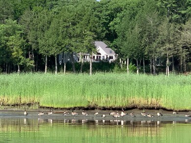 Geese out front