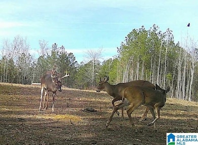 2718 Old Woodstock Rd, West Blocton, AL 35184 - photo 3