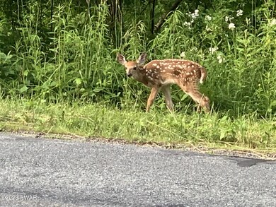 0 Rosengrant Rd, Lake Ariel, PA 18436 - photo 4