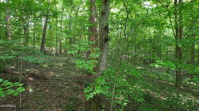 Woods2