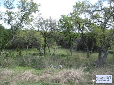A Bunch of Beautiful Oak Trees